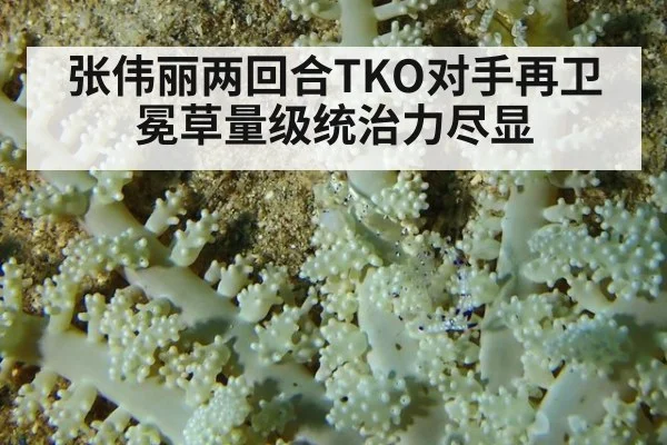张伟丽两回合TKO对手再卫冕草量级统治力尽显